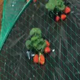 Plasa contra pasarilor Horti-Bird, verde