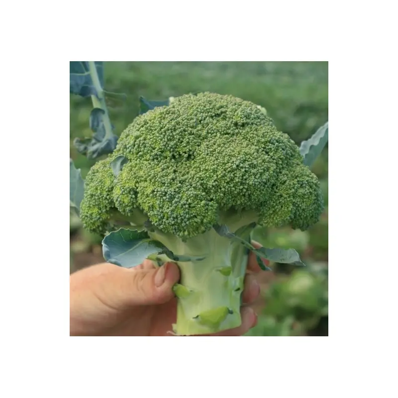 Seminte broccoli Agassi F1