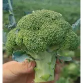 Seminte broccoli Agassi F1