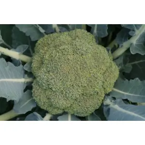 Seminte broccoli Agassi F1