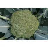 Seminte broccoli Agassi F1