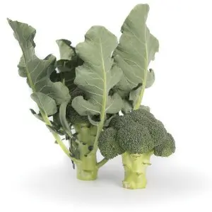 Seminte broccoli Larsson F1