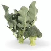 Seminte broccoli Larsson F1