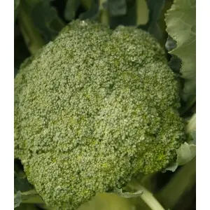 Seminte broccoli Orantes F1
