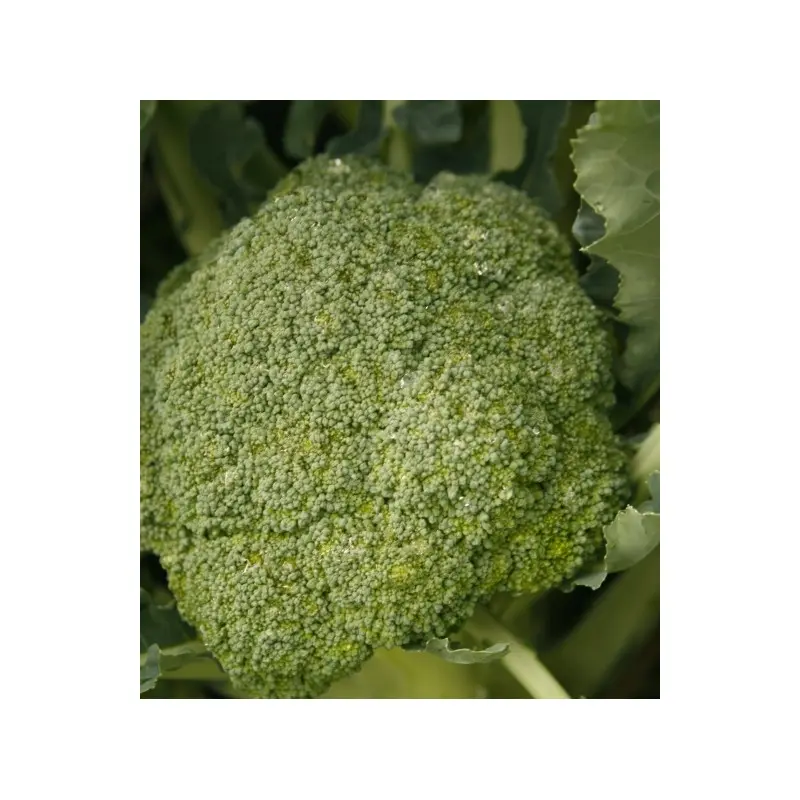 Seminte broccoli Orantes F1
