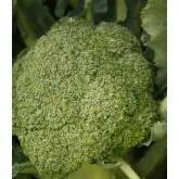 Seminte broccoli Orantes F1