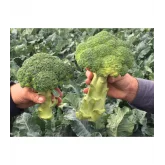 Seminte broccoli Orantes F1
