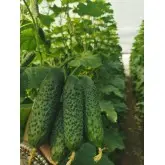Seminte castraveti Ilonara F1
