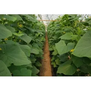 Seminte castraveti Romara F1 12-403