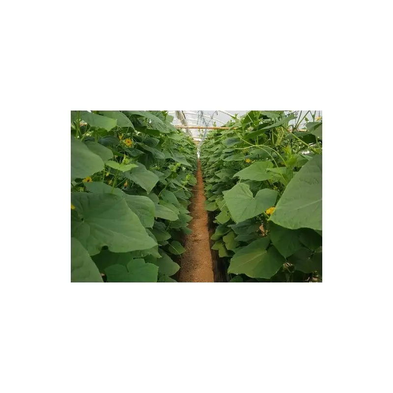 Seminte castraveti Romara F1 12-403
