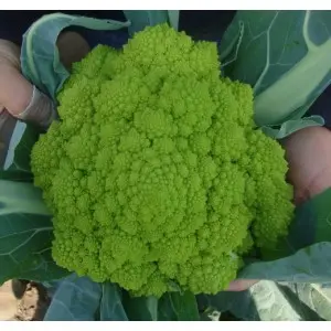 Seminte conopida Puntoverde F1