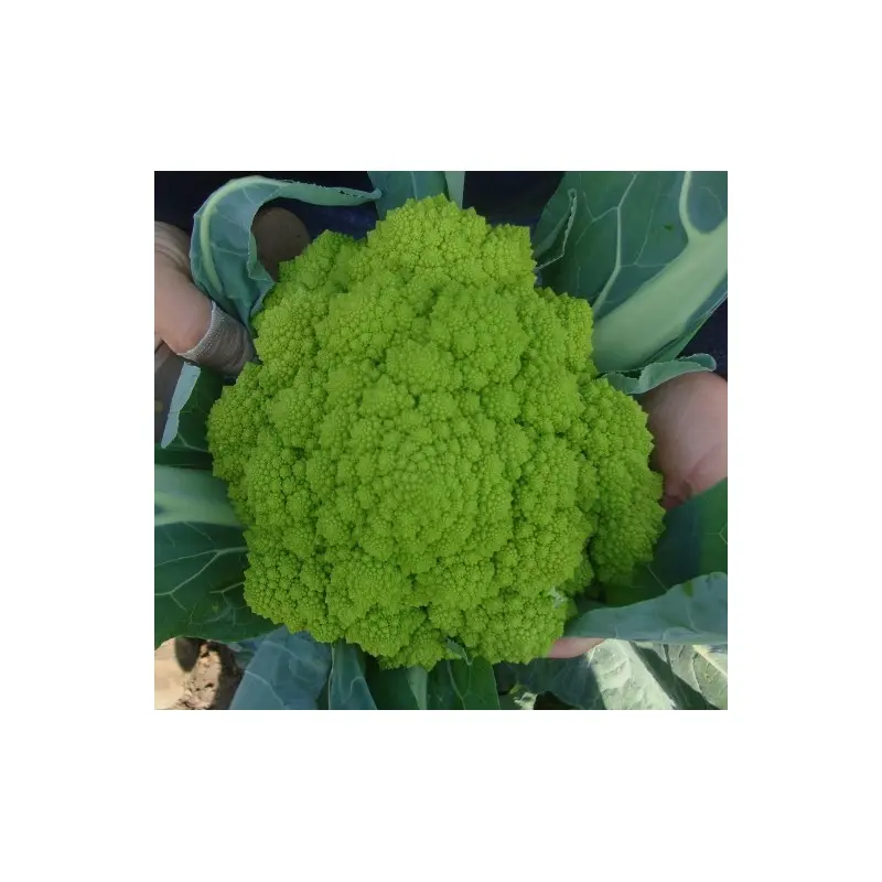 Seminte conopida Puntoverde F1