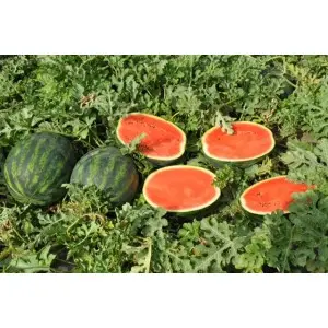 Seminte pepene verde Carroll F1