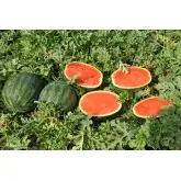 Seminte pepene verde Carroll F1