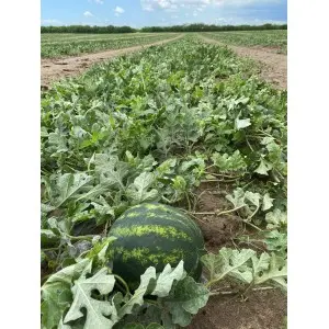 Seminte pepene verde Lusitana F1