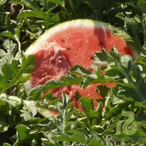 Seminte pepene verde Baronessa F1