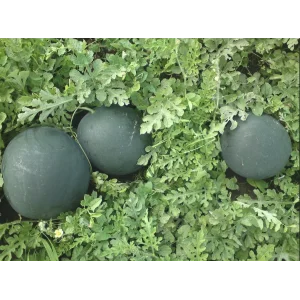 Seminte pepene verde Baronessa F1