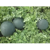 Seminte pepene verde Baronessa F1