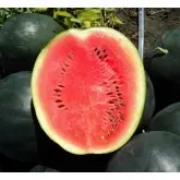 Seminte pepene verde Huelva F1