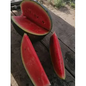 Seminte pepene verde Huelva F1