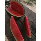 Seminte pepene verde Huelva F1