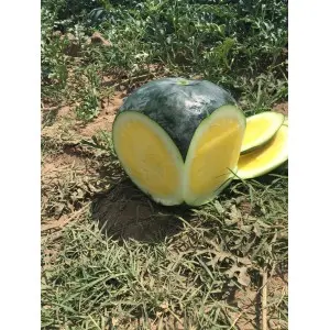 Seminte pepene verde Tropical Sunshine F1