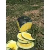 Seminte pepene verde Tropical Sunshine F1