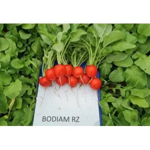 Seminte ridichi Bodiam F1