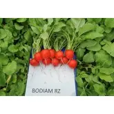 Seminte ridichi Bodiam F1