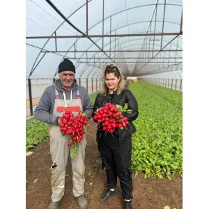 Seminte ridichi Millom F1