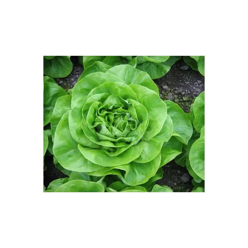Seminte salata Aletta NS