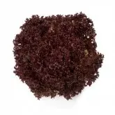 Seminte salata Carmesi