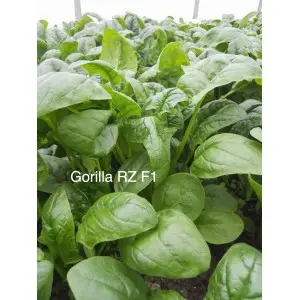 Seminte spanac Gorilla F1
