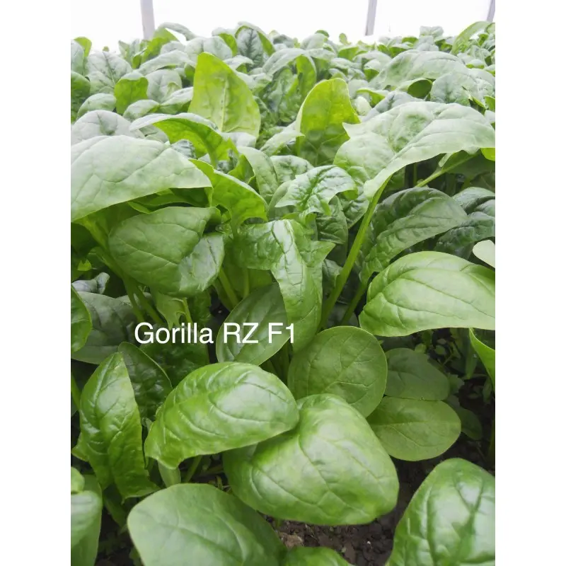 Seminte spanac Gorilla F1