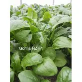 Seminte spanac Gorilla F1
