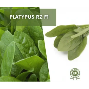 Seminte spanac Platypus F1