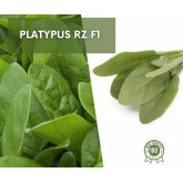 Seminte spanac Platypus F1