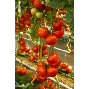 Seminte tomate Abellus F1