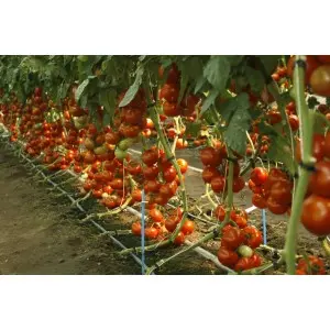 Seminte tomate Alamina F1