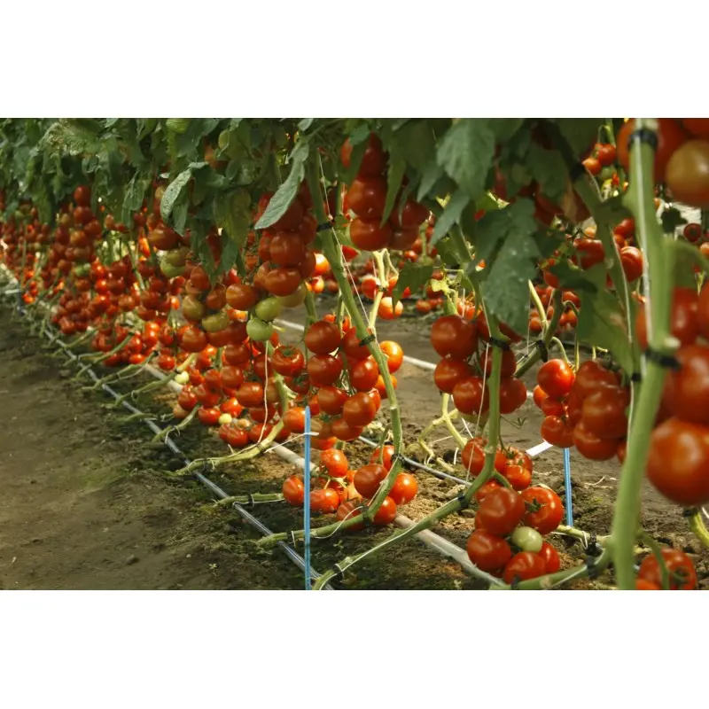 Seminte tomate Alamina F1