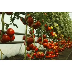Seminte tomate Alamina F1