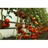 Seminte tomate Alamina F1