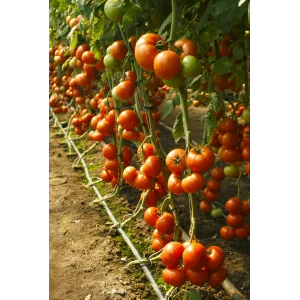 Seminte tomate Attiya F1
