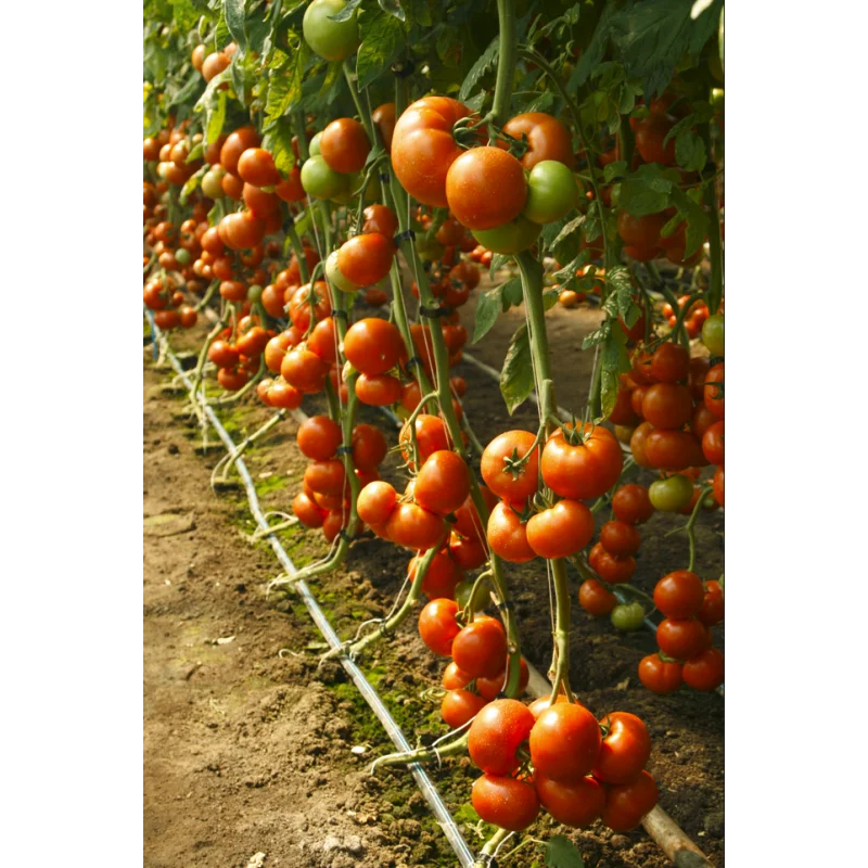 Seminte tomate Attiya F1