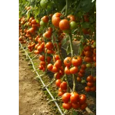 Seminte tomate Attiya F1