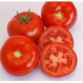 Seminte tomate Doufu F1 (73 - 521)