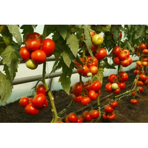 Seminte tomate Doufu F1 (73 - 521)
