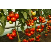 Seminte tomate Doufu F1 (73 - 521)