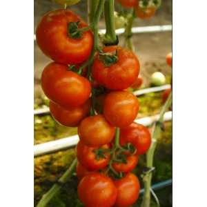 Seminte tomate Doufu F1 (73 - 521)