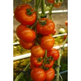 Seminte tomate Doufu F1 (73 - 521)
